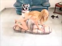Pet porn with blonde girl having sex with furry dog